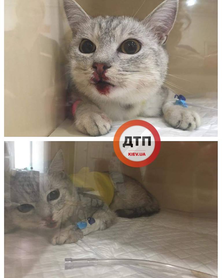 В Киеве из окна многоэтажки выбросили кошку (фото)